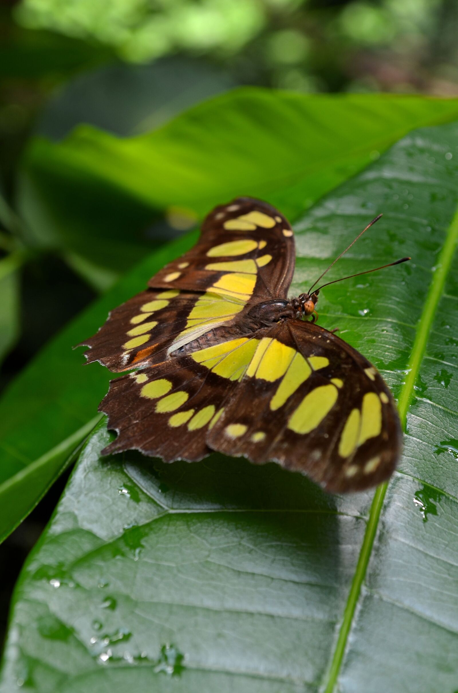 Nikon D5100 sample photo. Butterfly, butterflies, edelfalter photography