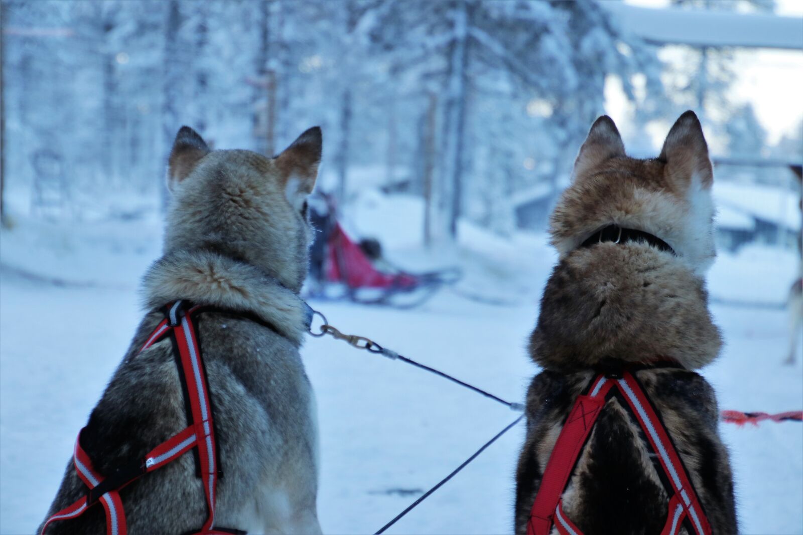 Canon EOS 80D sample photo. Lapland, husky, para photography
