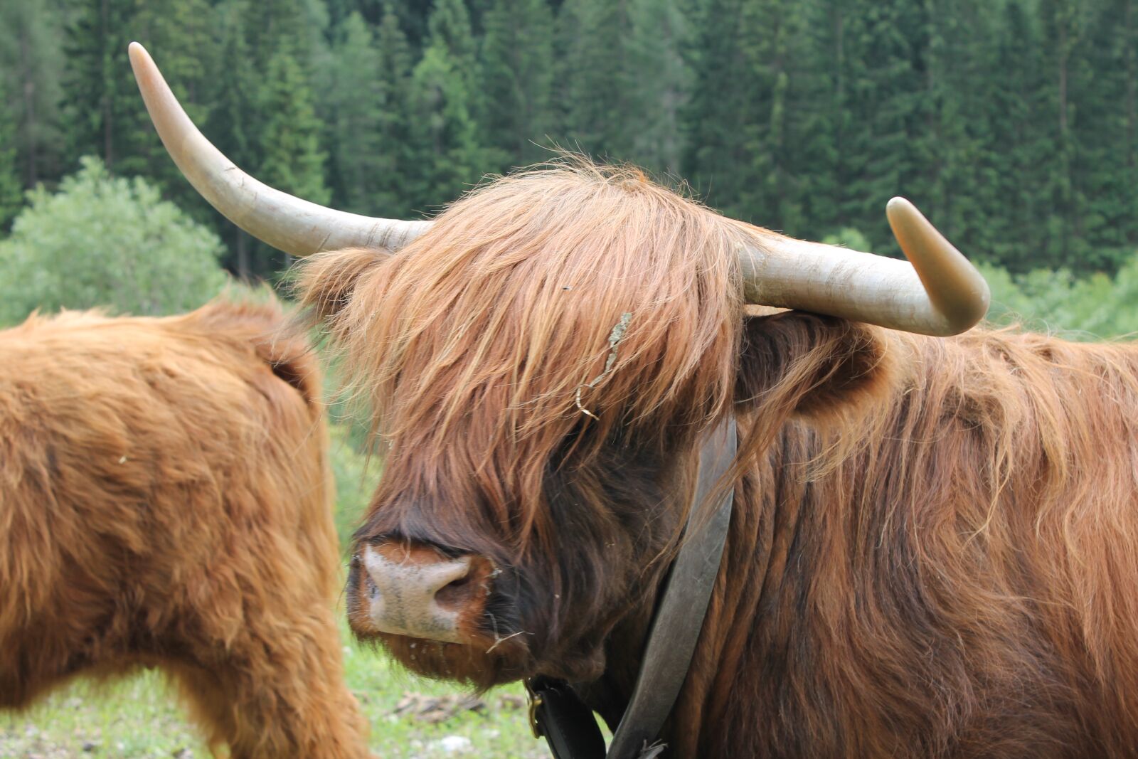 Canon EOS 1100D (EOS Rebel T3 / EOS Kiss X50) sample photo. Animals, pasture, horns photography