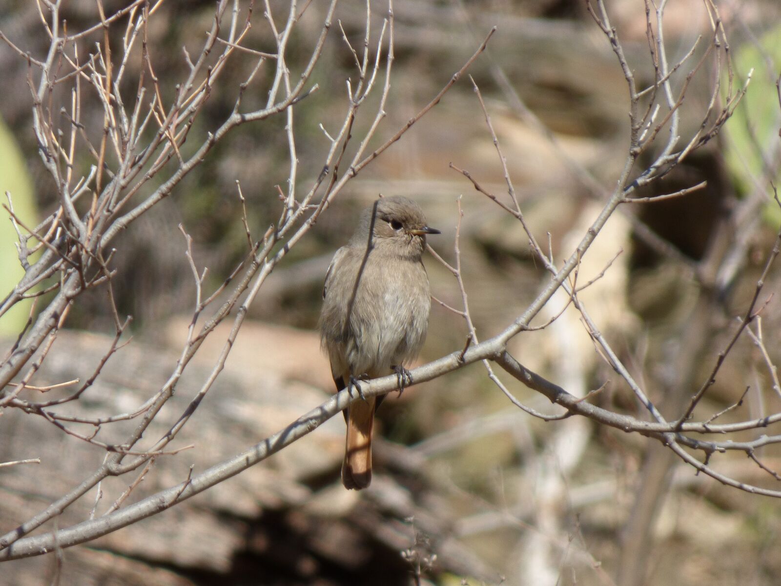 Panasonic Lumix DMC-FZ70 sample photo. Black redstart, smoked cotxa photography