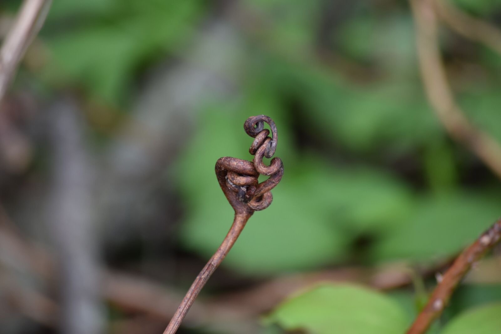 Nikon D3300 sample photo. Twist, design, loops photography
