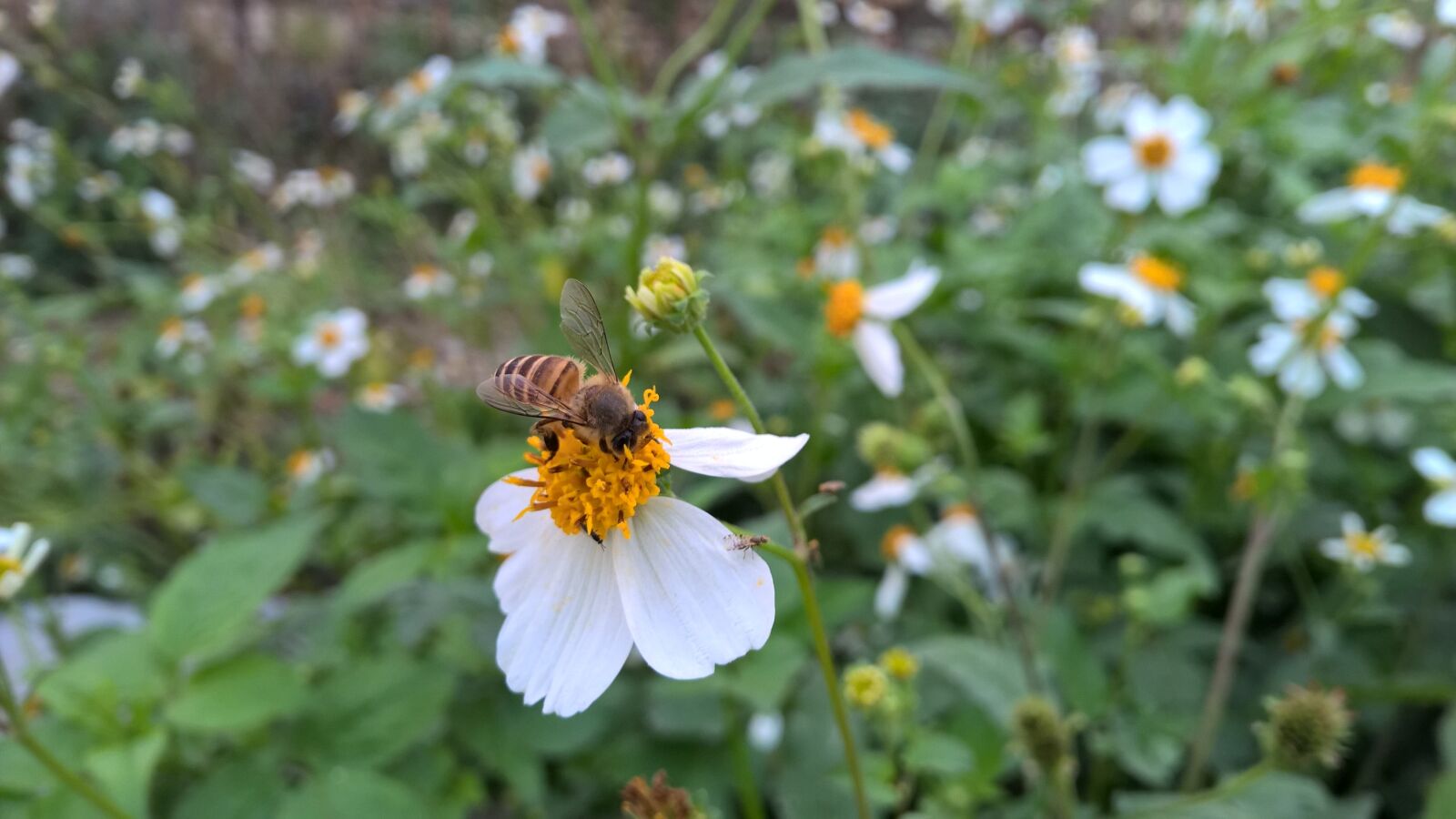 Nokia Lumia 1520 sample photo. Bee, flowers, grass photography