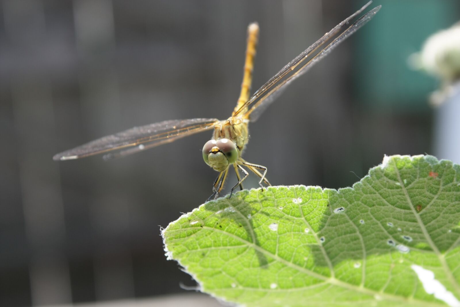 Canon EOS 450D (EOS Rebel XSi / EOS Kiss X2) sample photo. Dragonfly, summer, macro photography