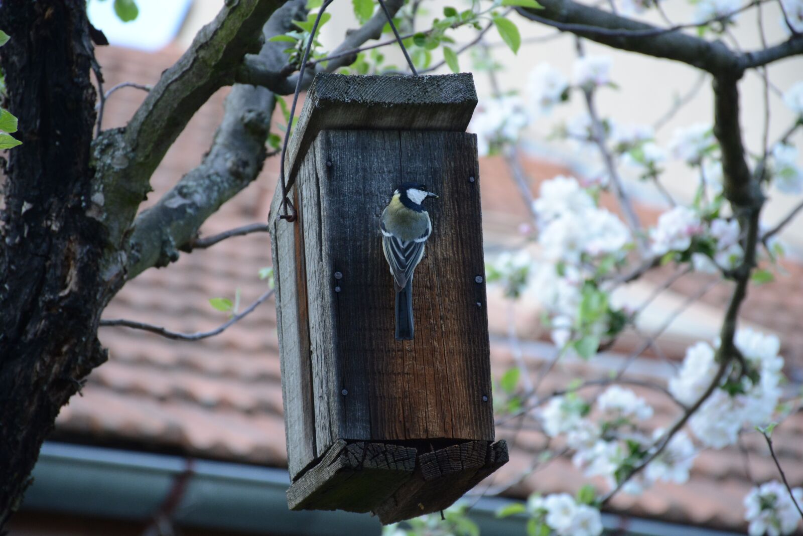 Nikon D7100 sample photo. Tit, booth, bird photography