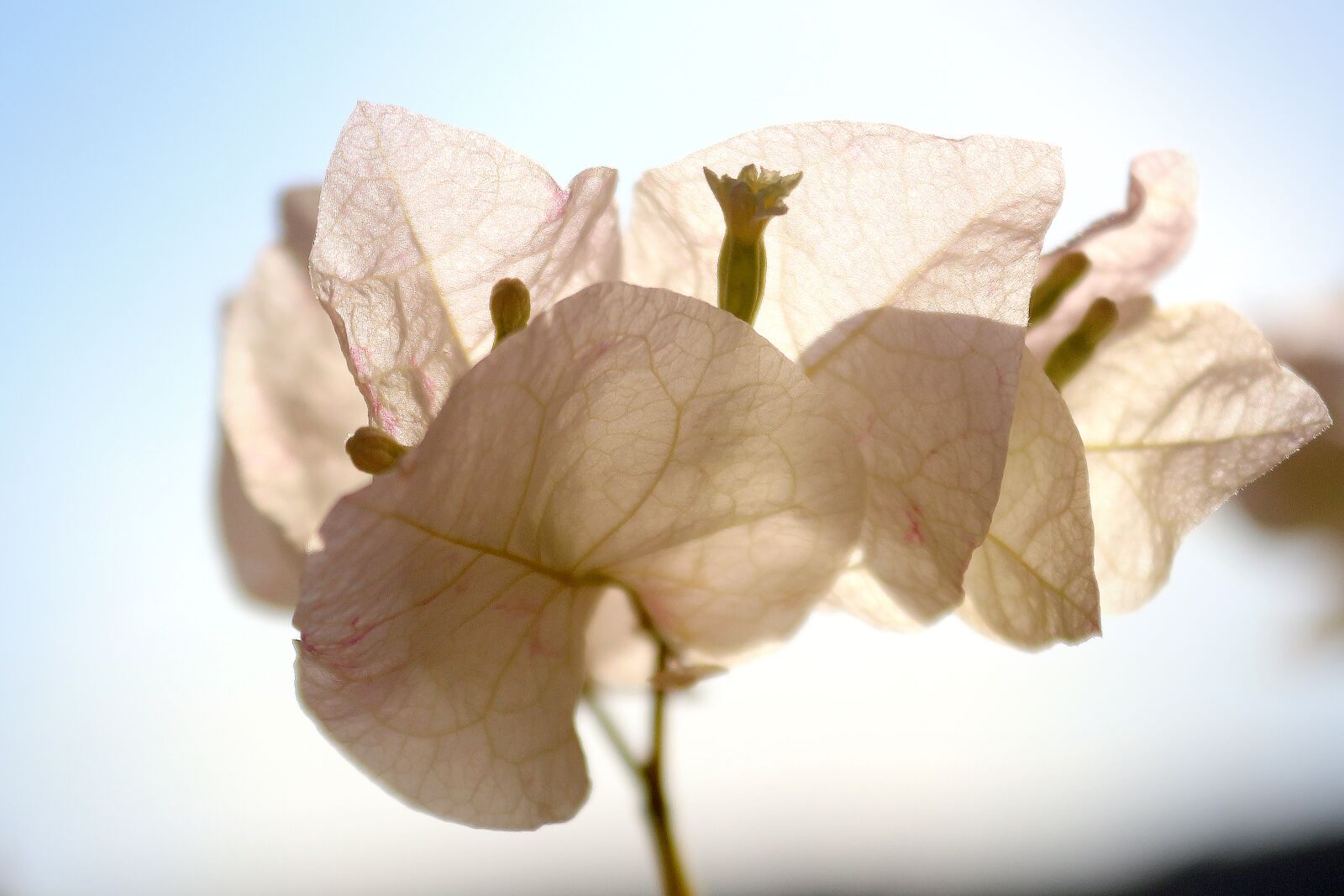 Canon EOS 650D (EOS Rebel T4i / EOS Kiss X6i) sample photo. Violet, leaf, purple photography