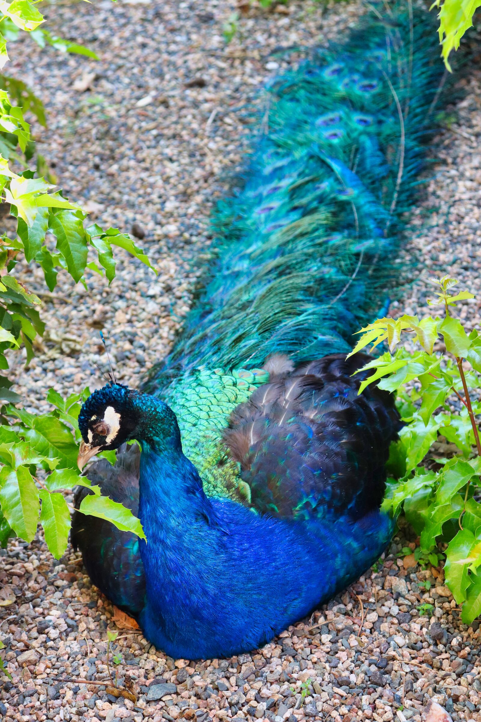 Canon EOS 200D (EOS Rebel SL2 / EOS Kiss X9) sample photo. Peacock, sitting, nature photography