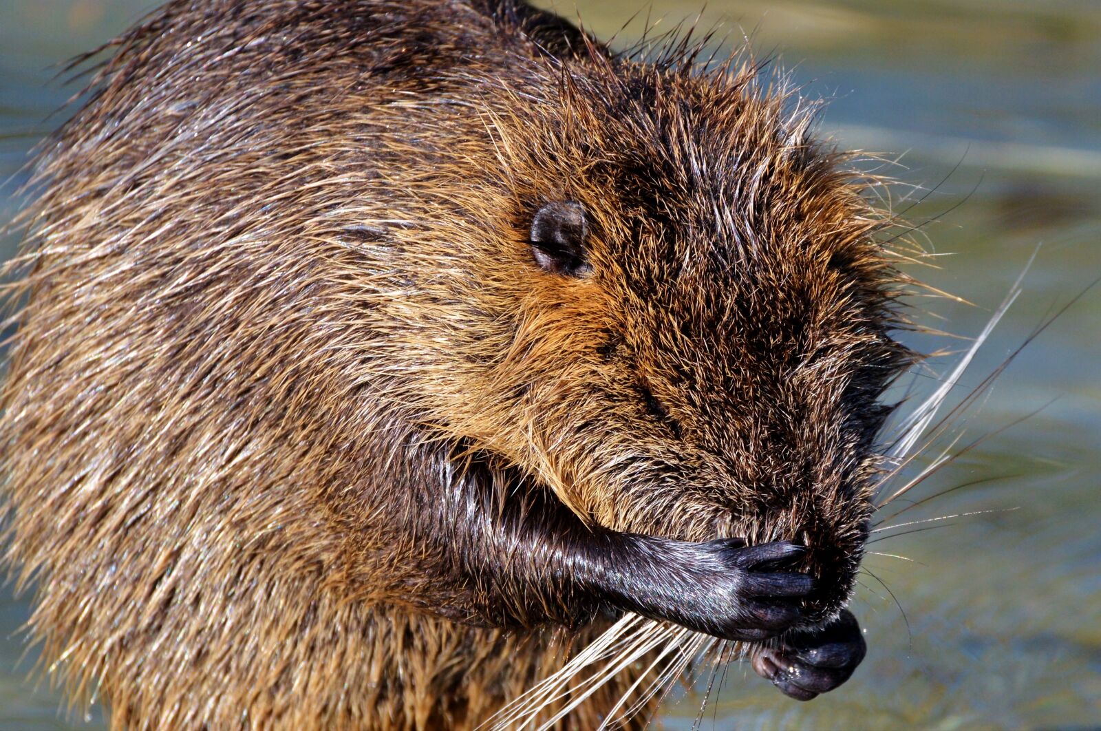 Nikon D3200 sample photo. Nutria, rodent, water rat photography