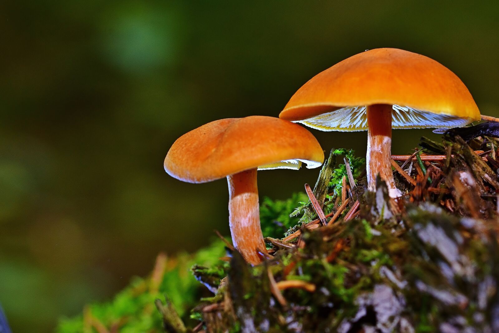 Nikon D5200 sample photo. Nature, forest, mushrooms photography