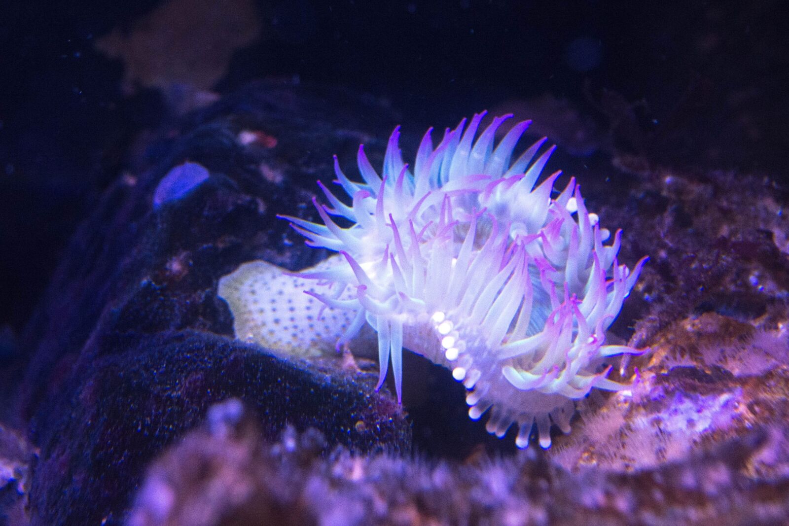 Nikon D5200 sample photo. Underwater, ocean, invertebrate, fish photography