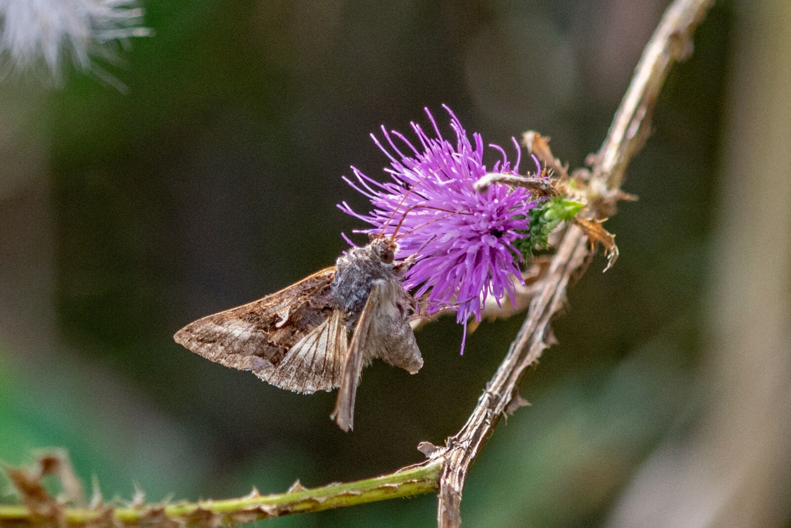 Nikon D3300 sample photo. Butterfly, autumn, beetle photography