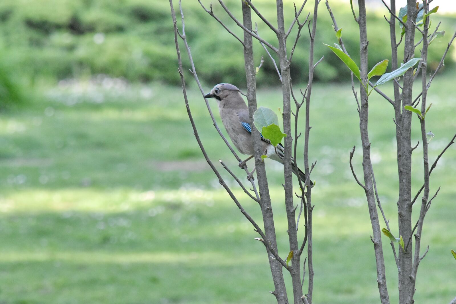 Nikon D5500 sample photo. Wildlife, wing, bird, feather photography