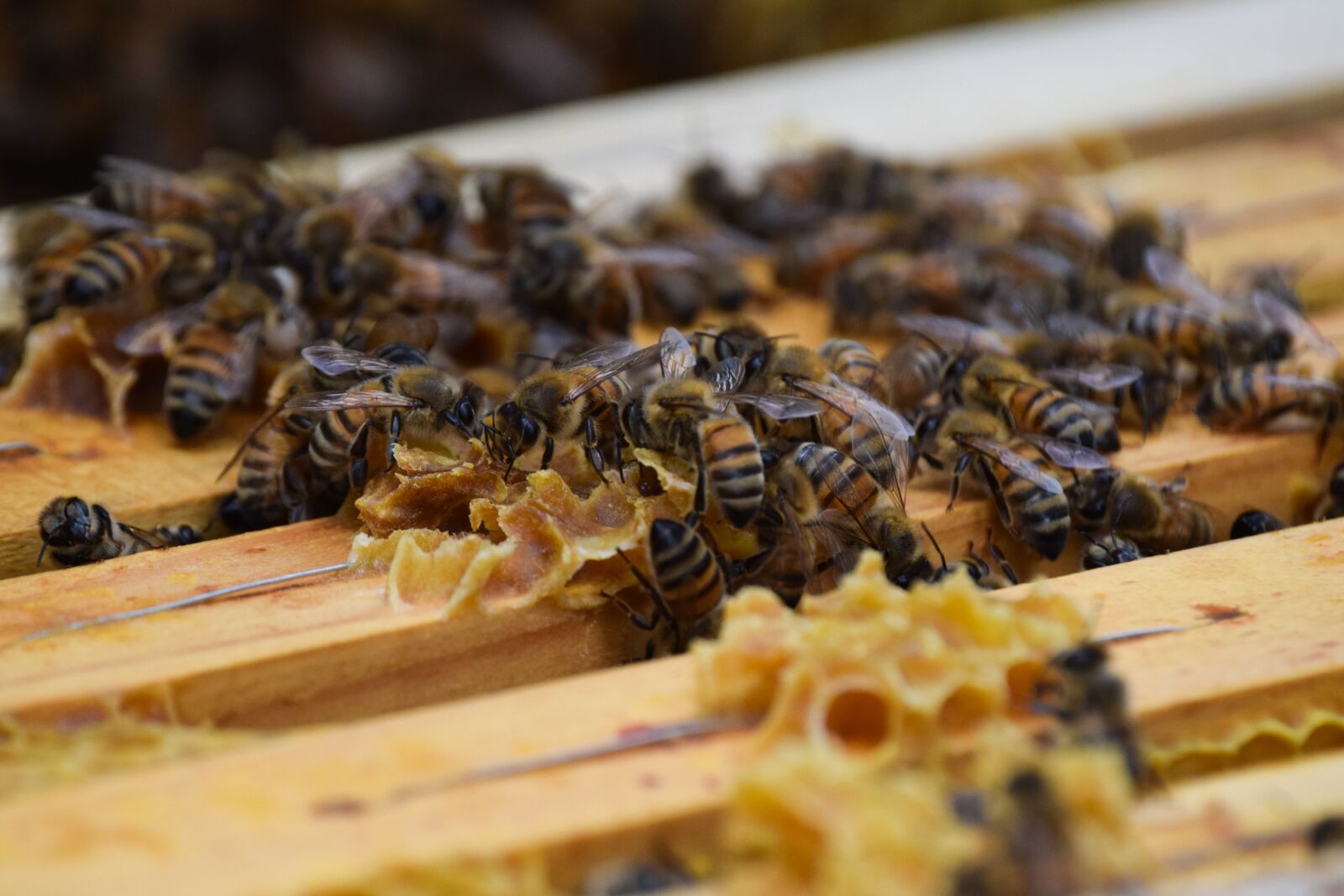 Nikon D3300 sample photo. Bee, bin, honey photography