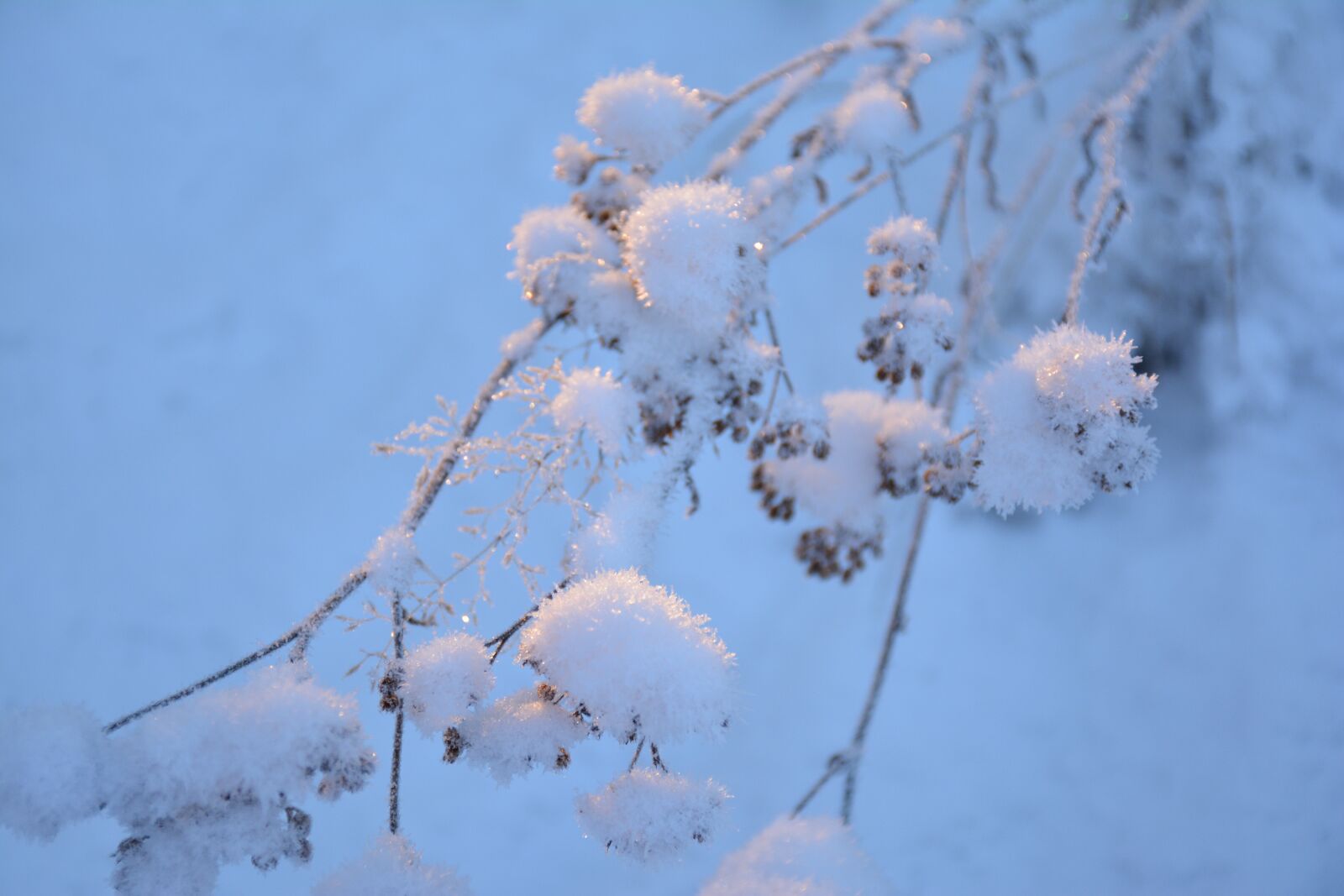 Nikon D5200 sample photo. Snow, branch, cold photography