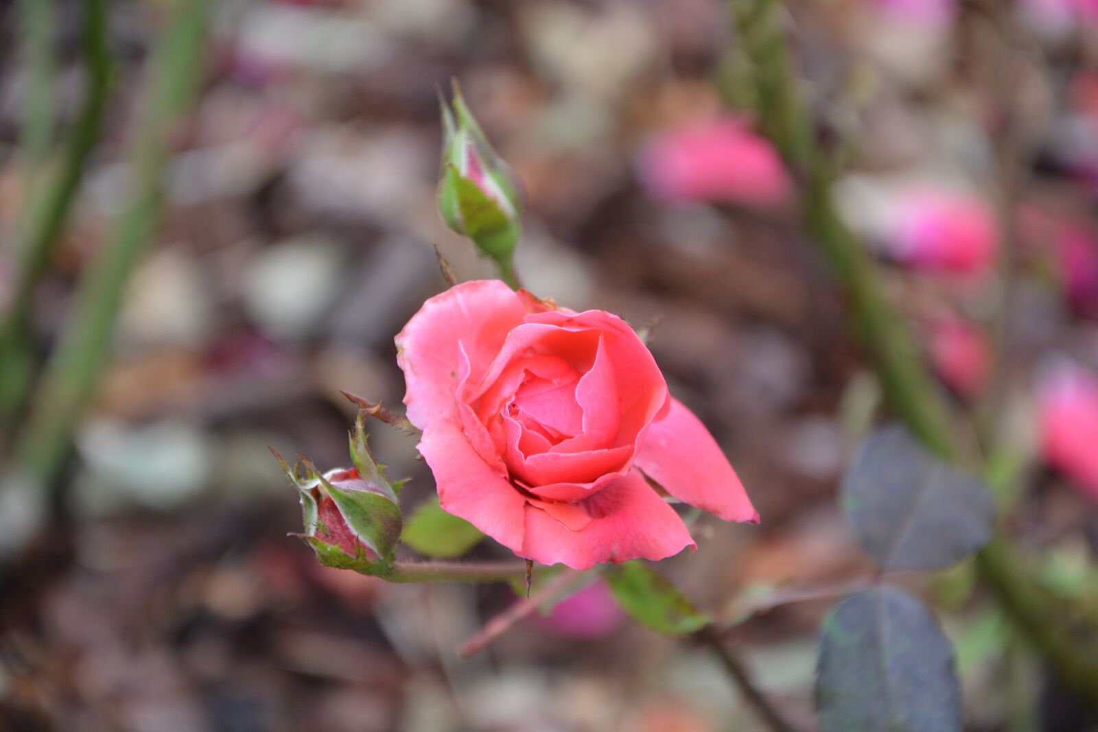 Nikon D5200 sample photo. Pink, rosebush, color pink photography