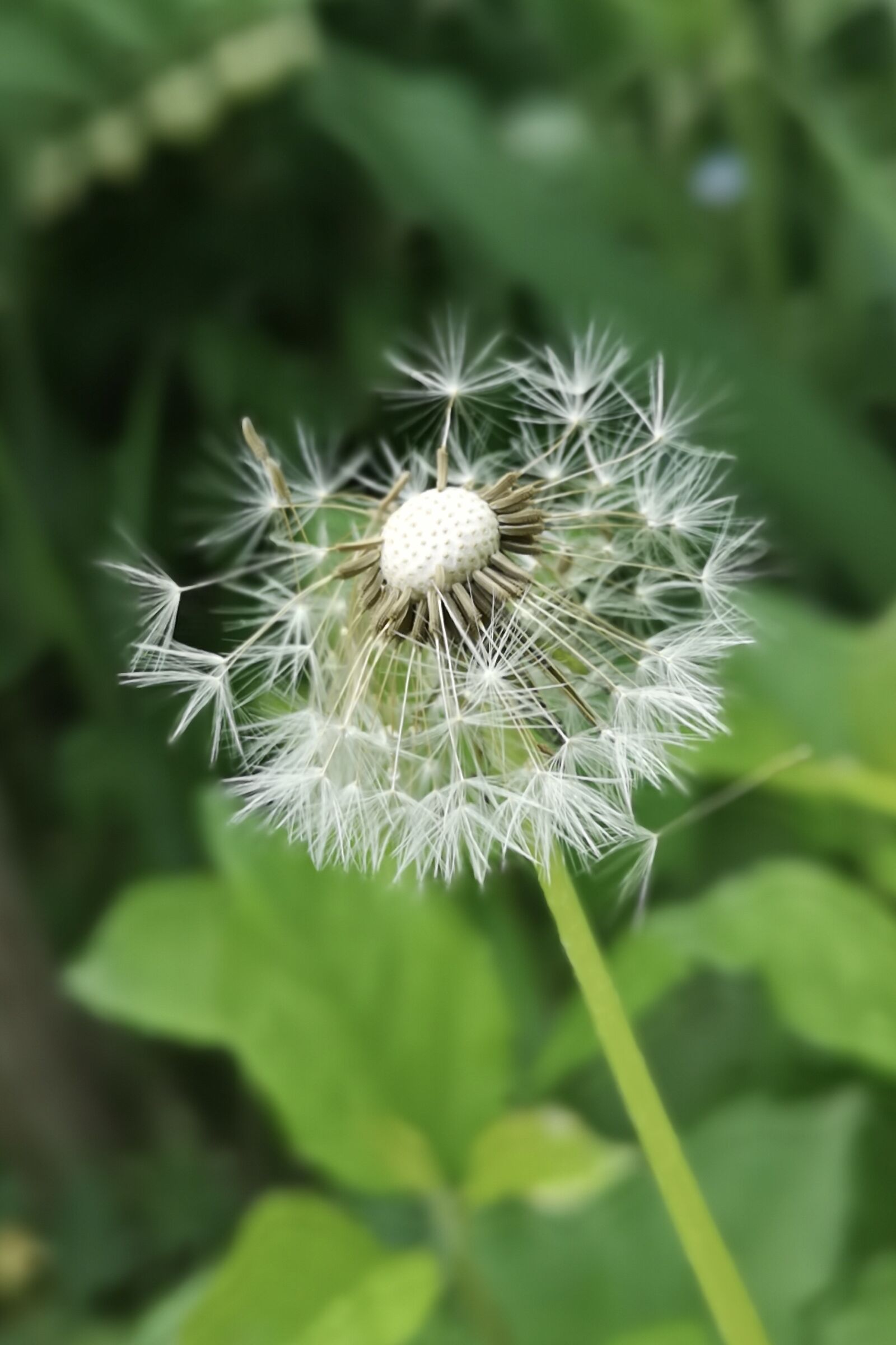 HUAWEI CLT-L29 sample photo. Flower, dandelion, spring photography