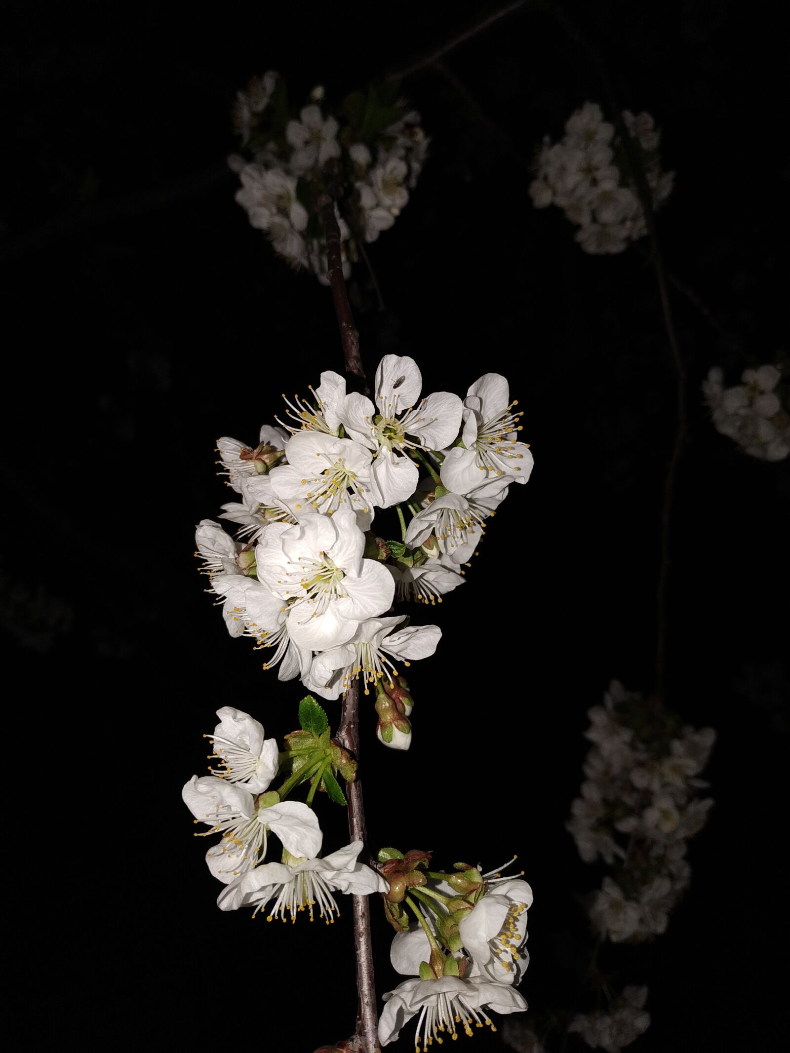 Xiaomi MI 8 Lite sample photo. White, flowers, spring photography