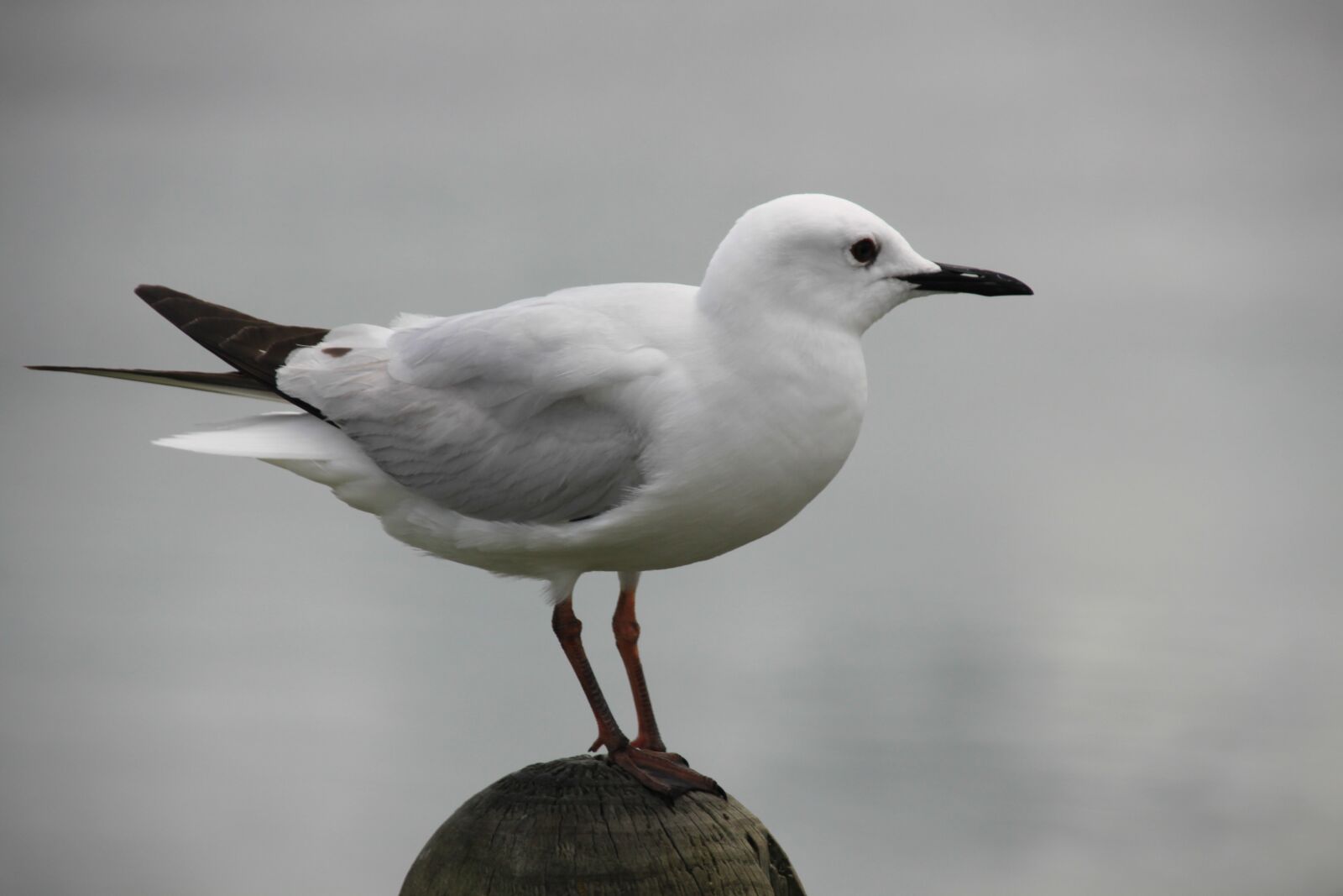 Canon EOS 500D (EOS Rebel T1i / EOS Kiss X3) sample photo. Seagull, water, bird photography
