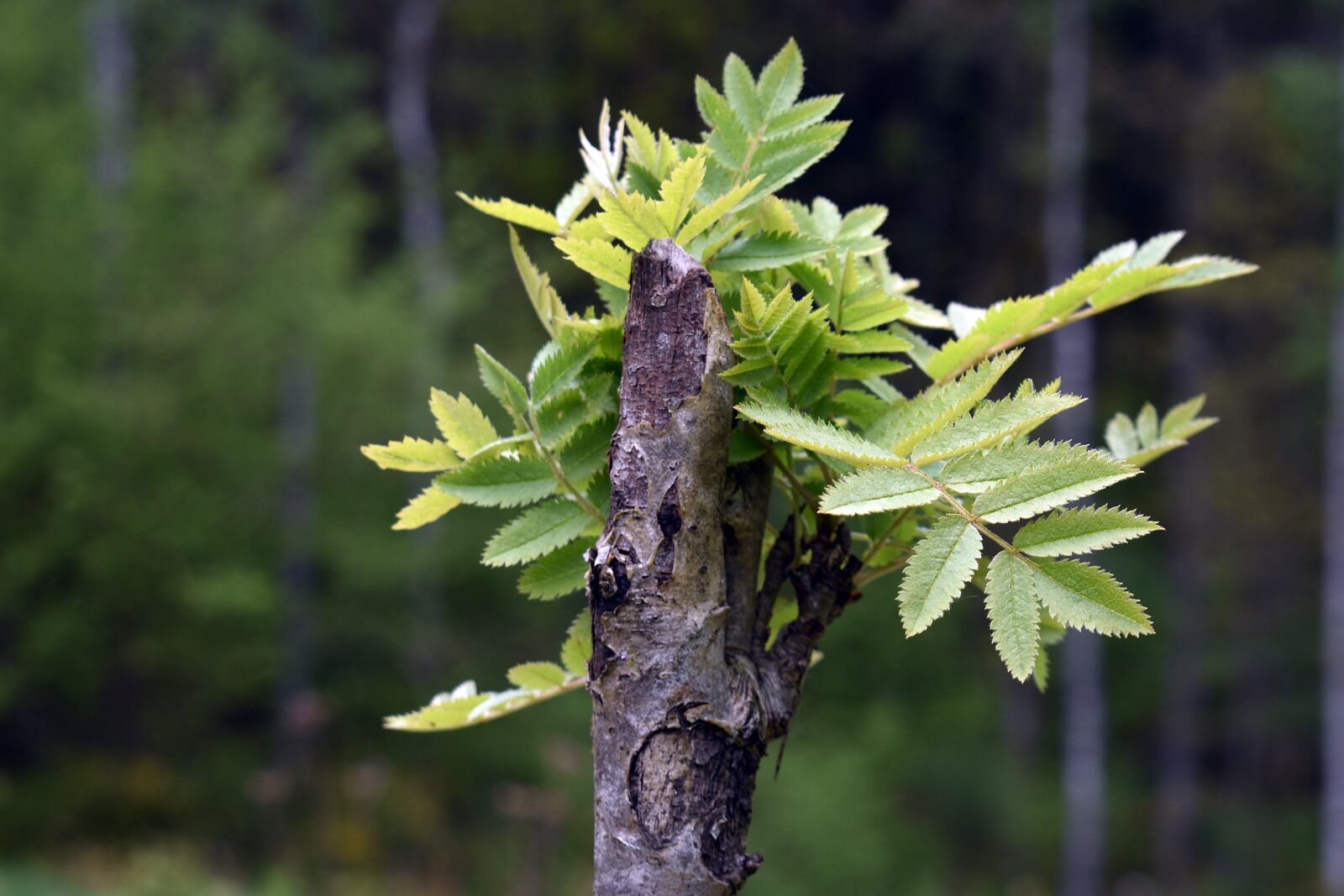 Nikon D3400 sample photo. Seedling, spring, forest photography