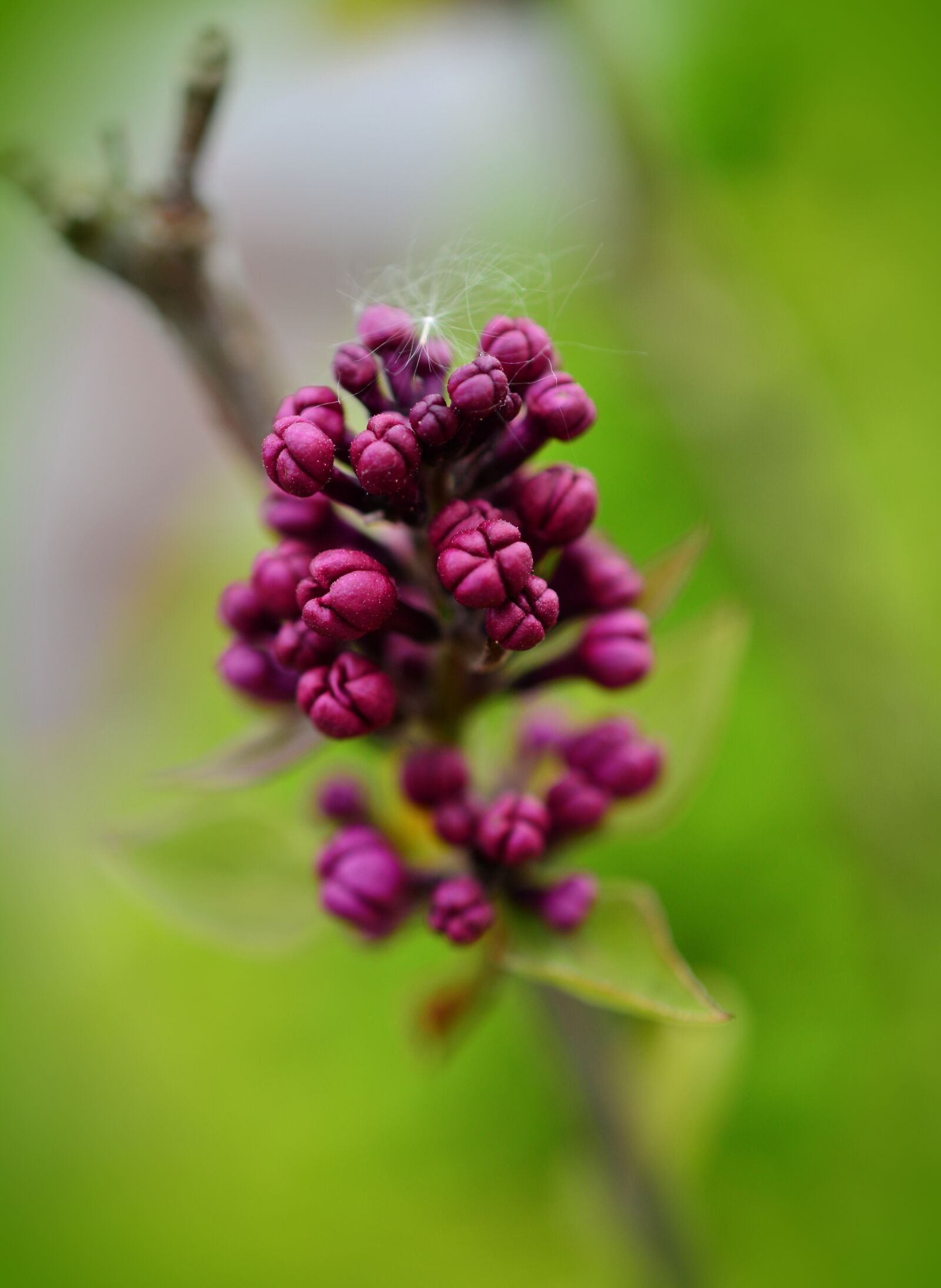 Nikon D5200 sample photo. Lilac, lilac buds, purple photography