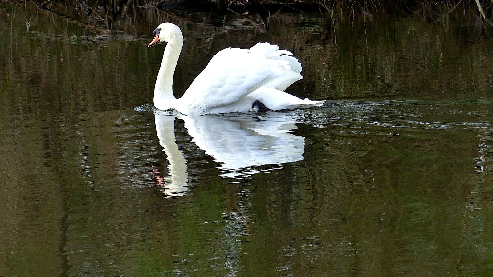 Panasonic Lumix DMC-FZ200 sample photo. Swan, bird, lake photography