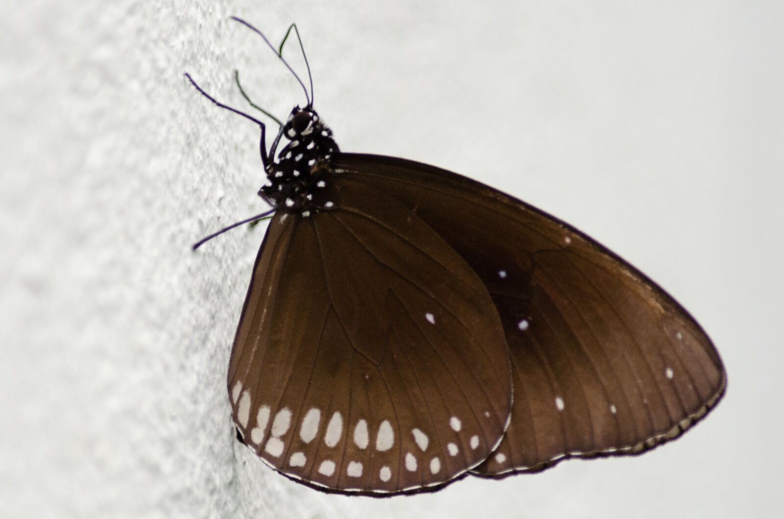 Nikon D5100 sample photo. Nature, butterfly, bug photography