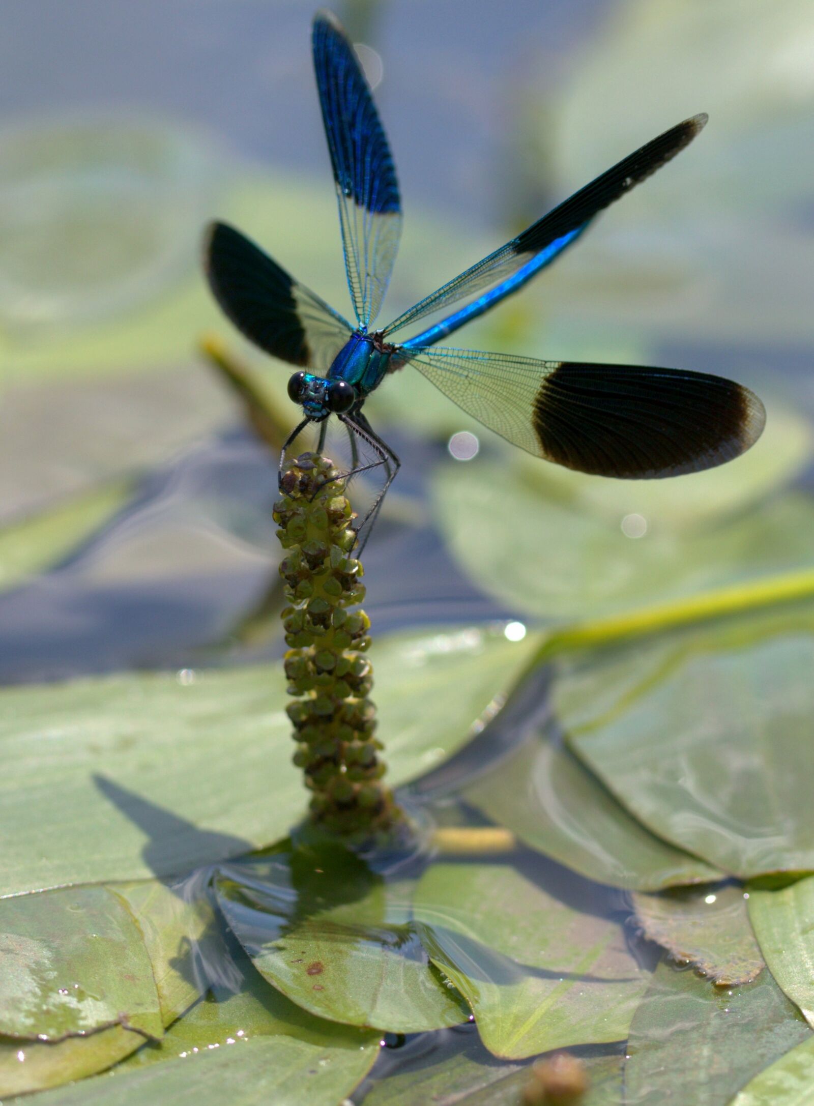 Canon EOS 7D Mark II + Canon EF-S 60mm F2.8 Macro USM sample photo. Dragonfly, insecta, wings photography