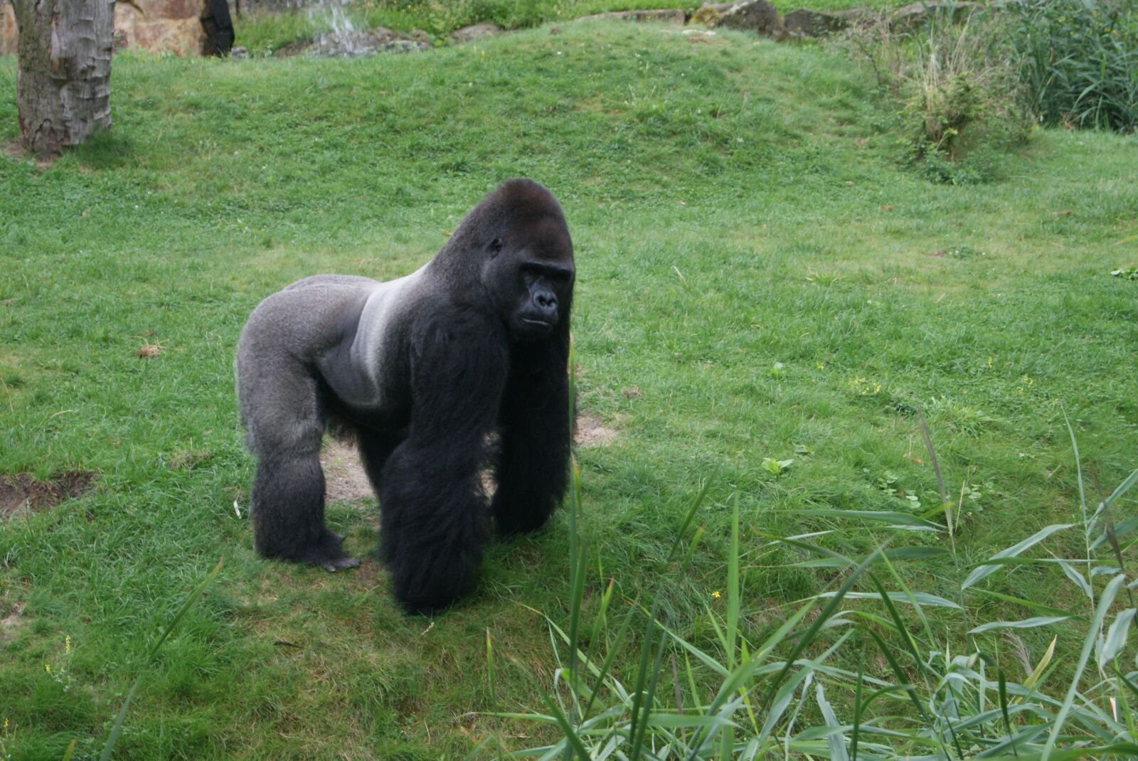 Sony Alpha DSLR-A230 sample photo. Gorilla, witrug, monkey photography
