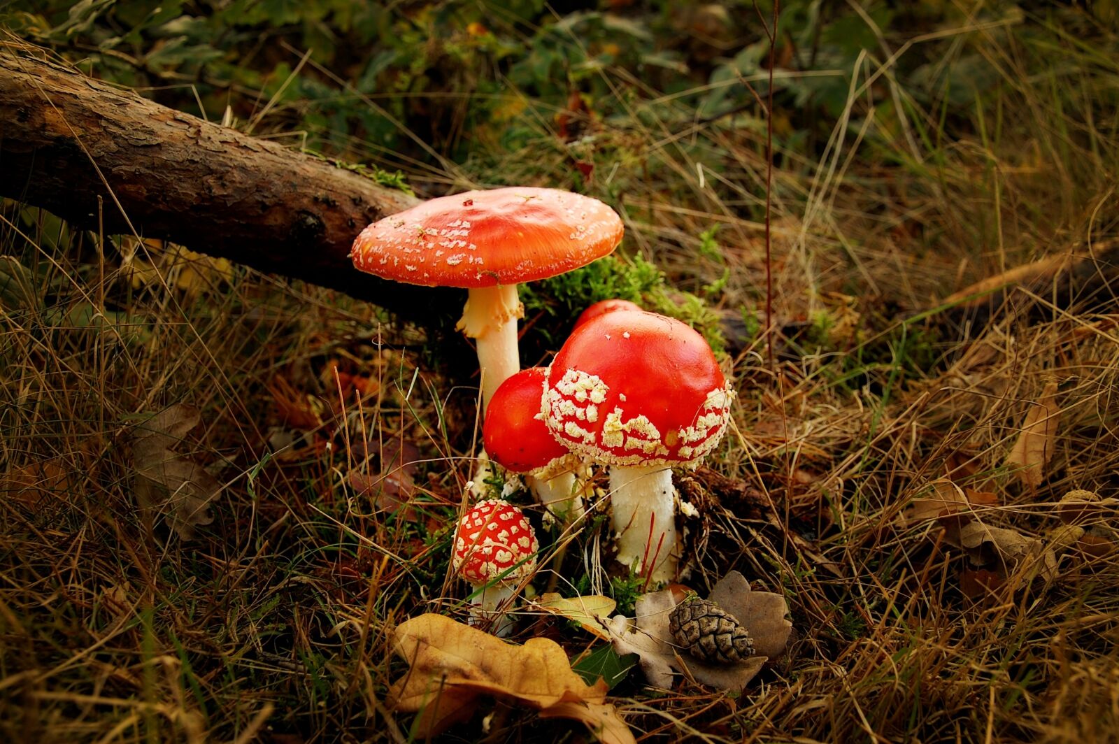 Nikon D40 sample photo. Matryoshka, forest, nature photography