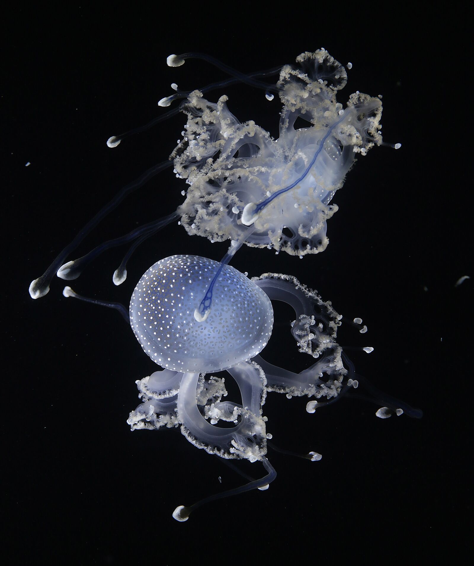 Canon EOS 7D Mark II sample photo. Jellyfish, animal, water photography