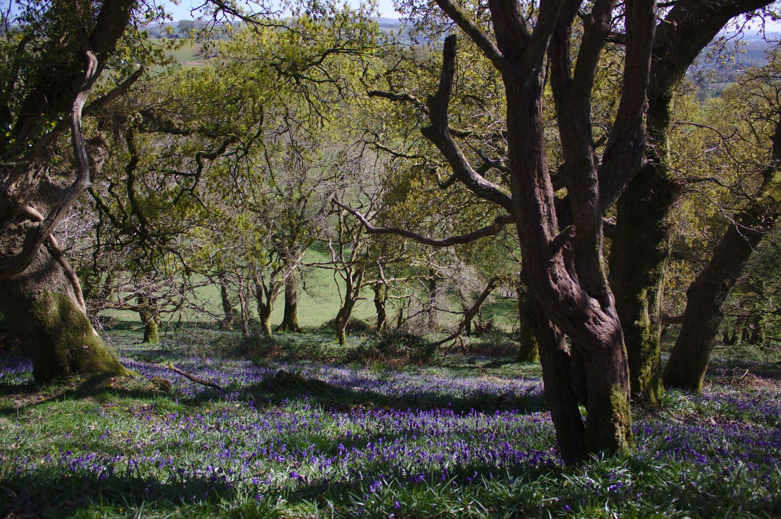 Canon EOS 50D sample photo. Woods, spring, bluebell photography