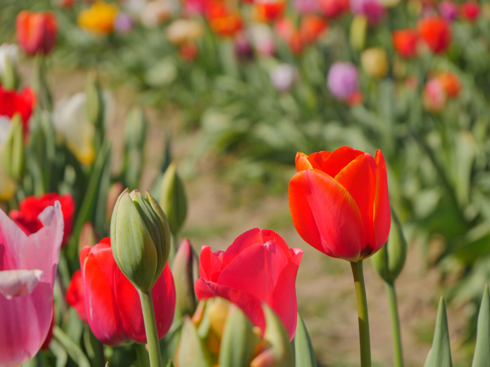Panasonic Lumix G Vario 12-60mm F3.5-5.6 ASPH Power OIS sample photo