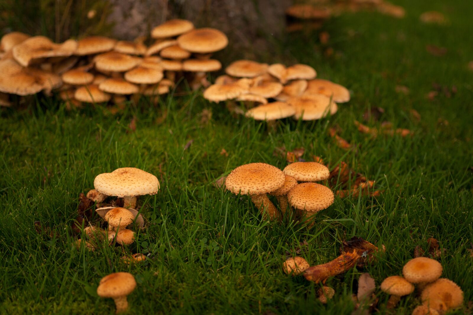 Canon EOS 5D Mark II sample photo. Autumn, fall, mushrooms photography