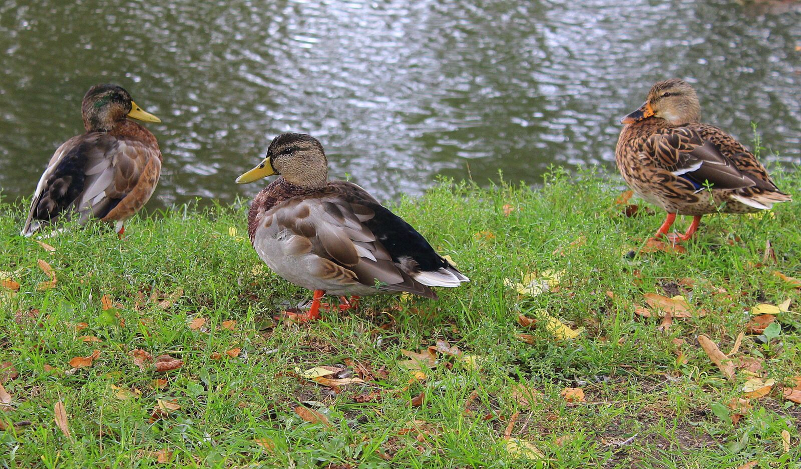 Canon EOS 1200D (EOS Rebel T5 / EOS Kiss X70 / EOS Hi) sample photo. Ducks, crossword, wild birds photography