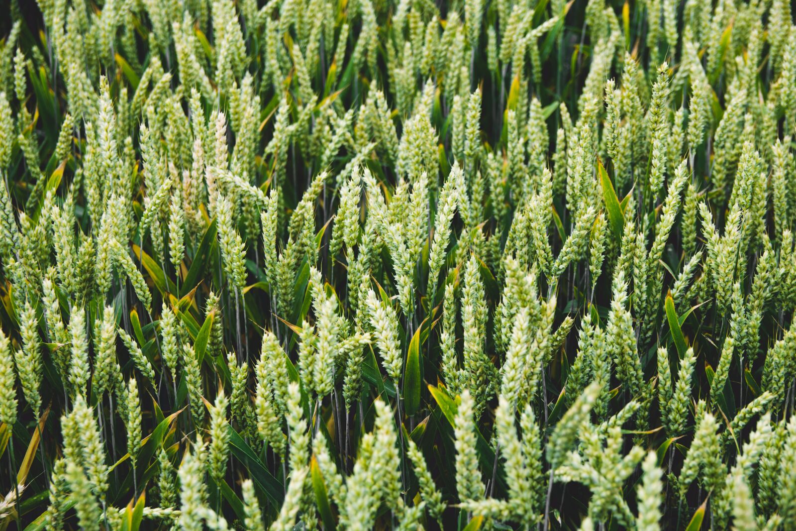 Nikon D3300 sample photo. Barley, bread, cereal photography