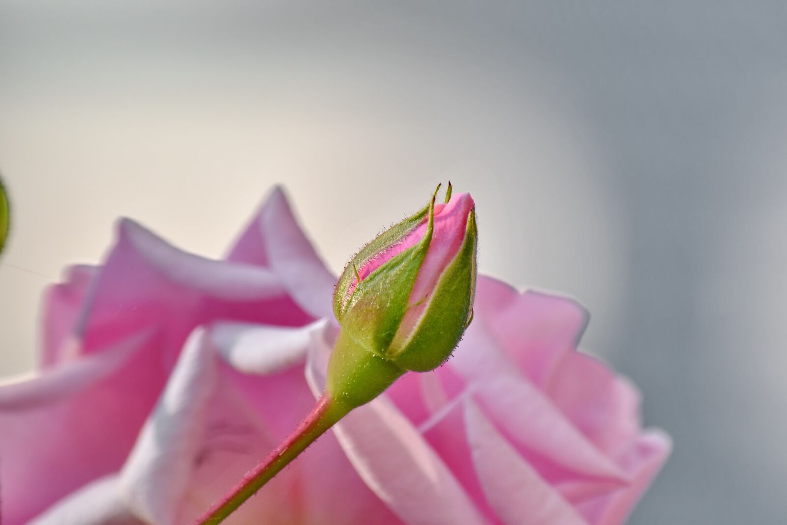 Nikon D5500 sample photo. Flower bud, pastel, petals photography