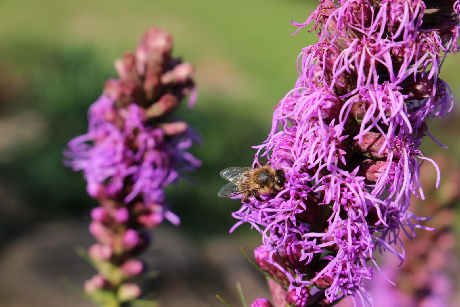 Canon EOS 100D (EOS Rebel SL1 / EOS Kiss X7) sample photo. Purple flower, bee, flora photography