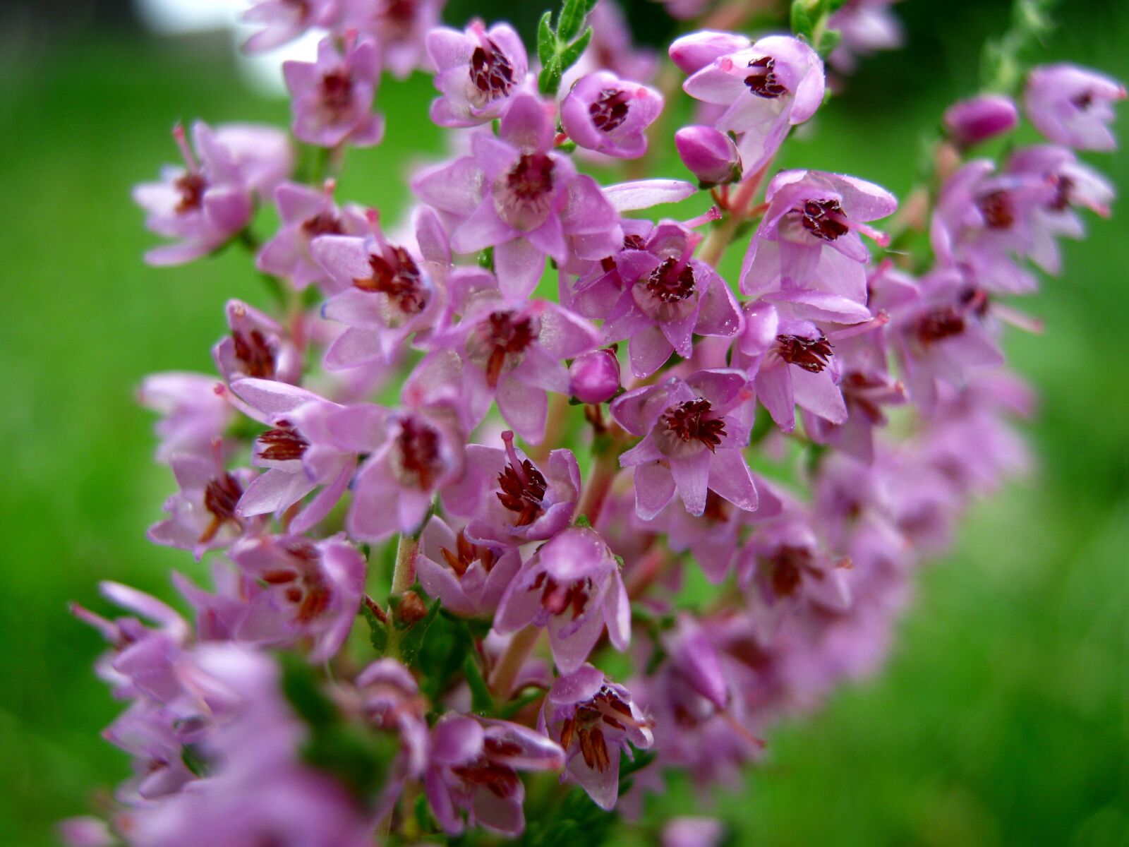 Canon PowerShot A480 sample photo. Heather, flowers, pink photography