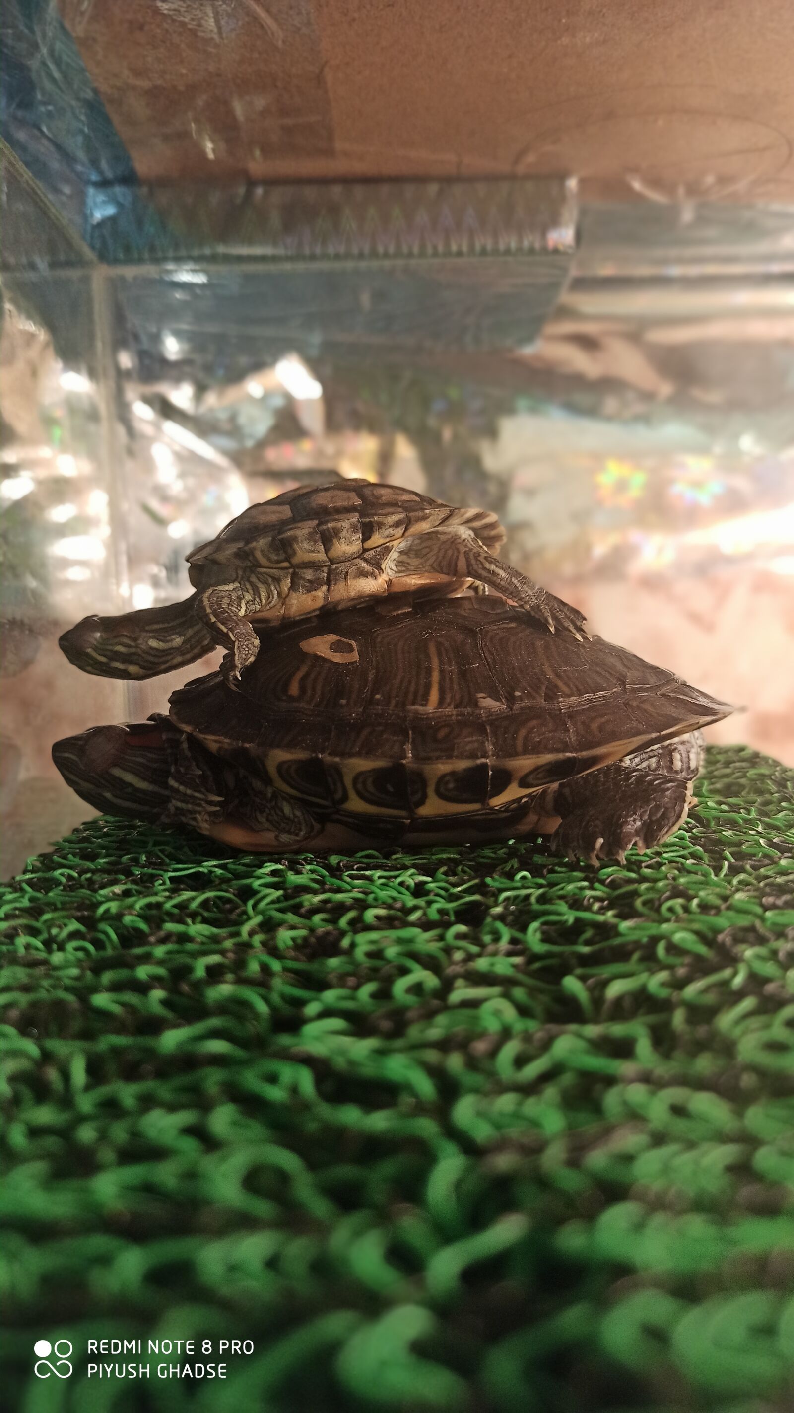 Xiaomi Redmi Note 8 Pro sample photo. Turtle, redearslider, raptilia photography