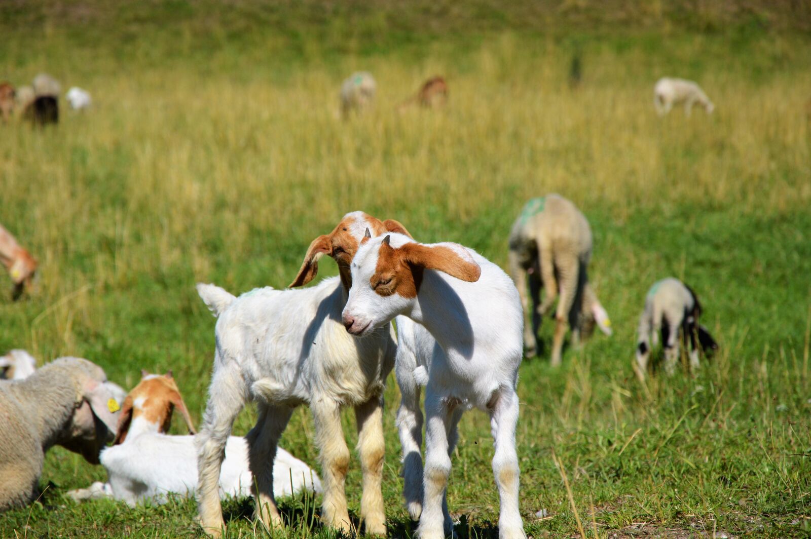 Nikon D3200 sample photo. Goat, prima donna, geiss photography
