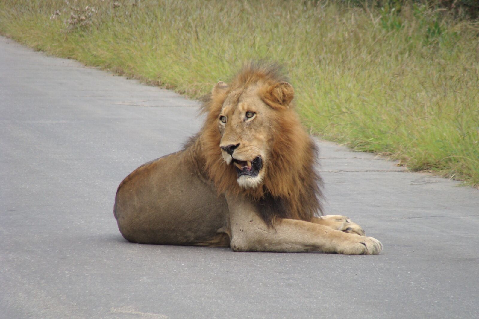Sony DSC-H3 sample photo. Lion, male, predator photography