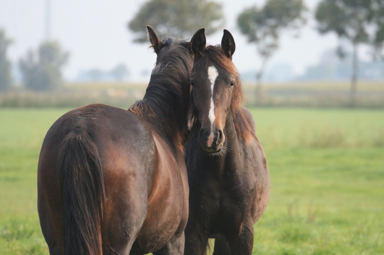 Canon EOS 450D (EOS Rebel XSi / EOS Kiss X2) sample photo. Horses, animals, nature photography