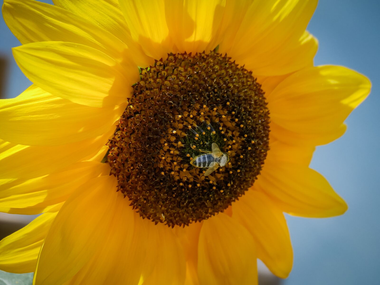 Olympus M.Zuiko Digital ED 14-150mm F4-5.6 II sample photo. Bee, sunflower, close up photography