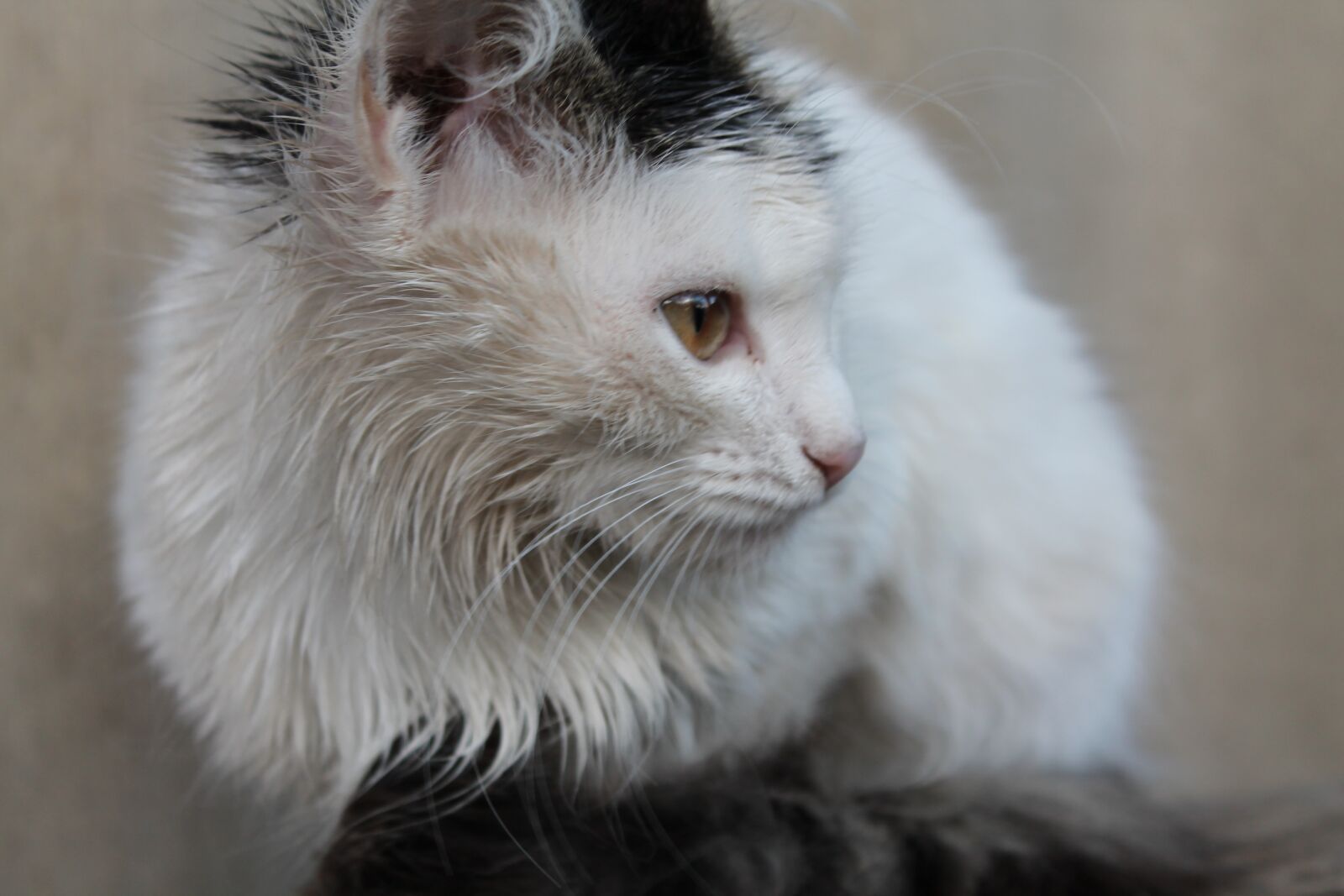 Canon EOS 1100D (EOS Rebel T3 / EOS Kiss X50) sample photo. Cat, animal, pet photography