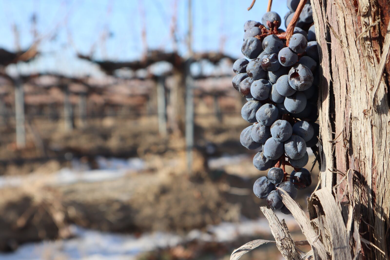 Canon EF-M 15-45mm F3.5-6.3 IS STM sample photo. Vinyard, grapevine, grapes photography