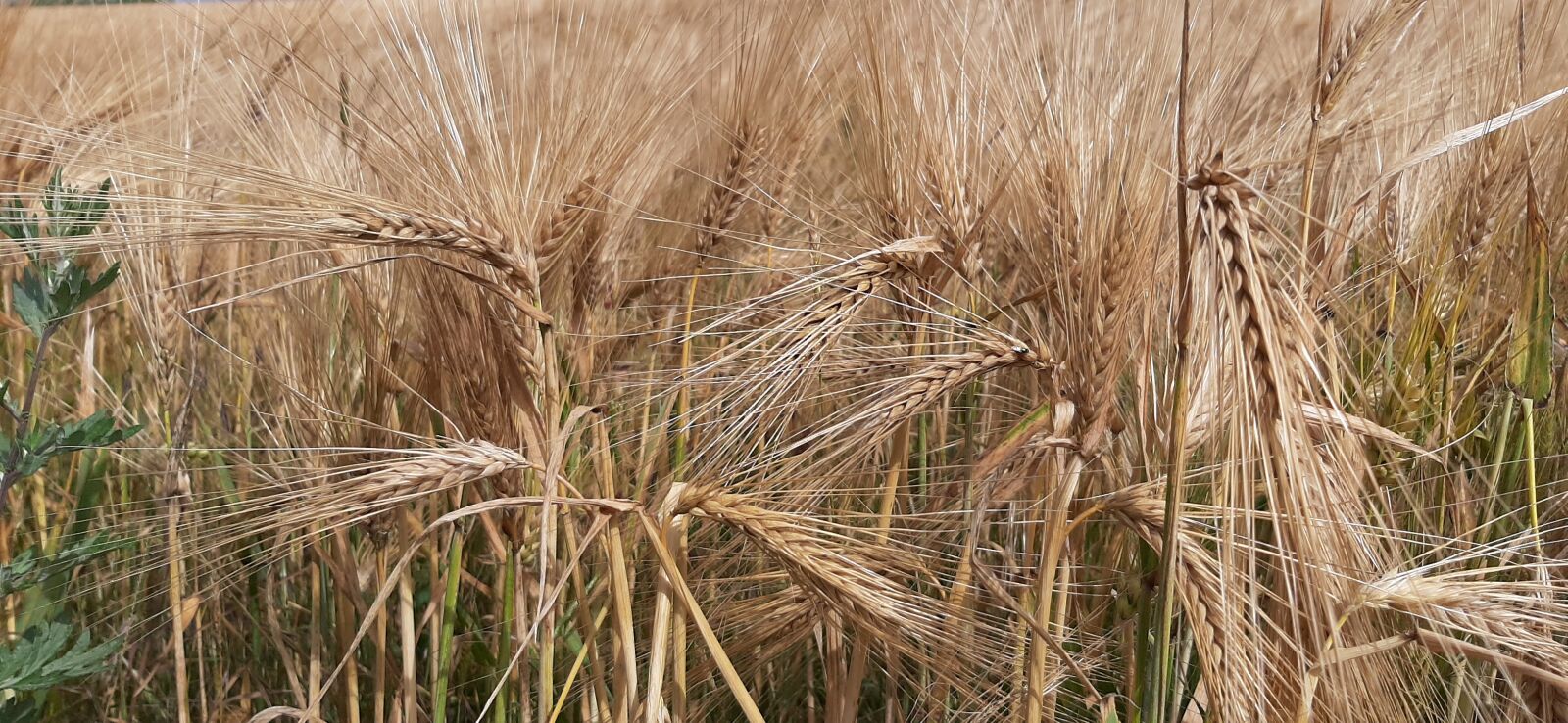 Samsung Galaxy A50 sample photo. Cereal, rye, gold photography