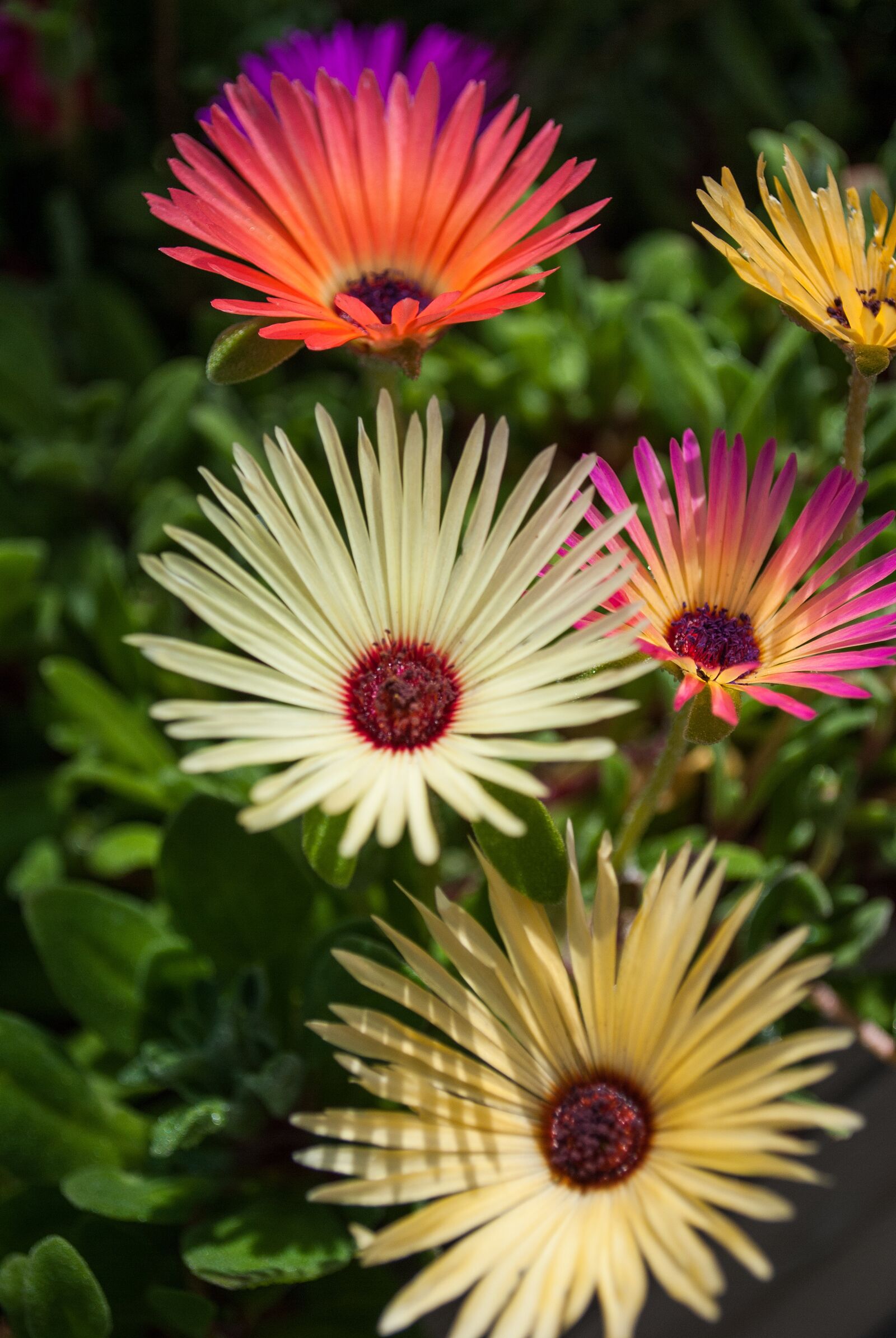 Nikon D3000 sample photo. Ijsbloem, summer, flower photography