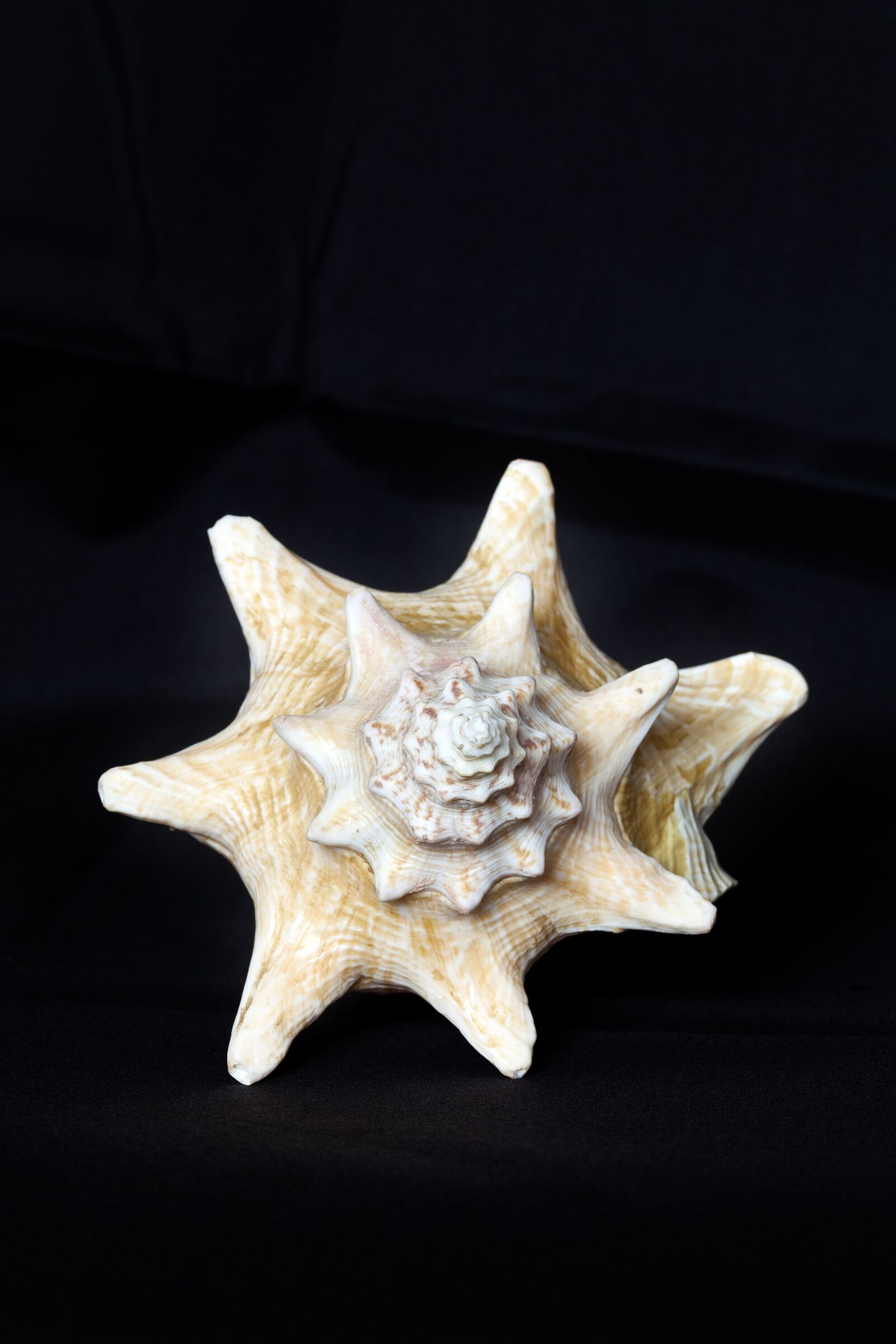 Canon EOS 5D Mark II sample photo. Shell, sea, underwater world photography