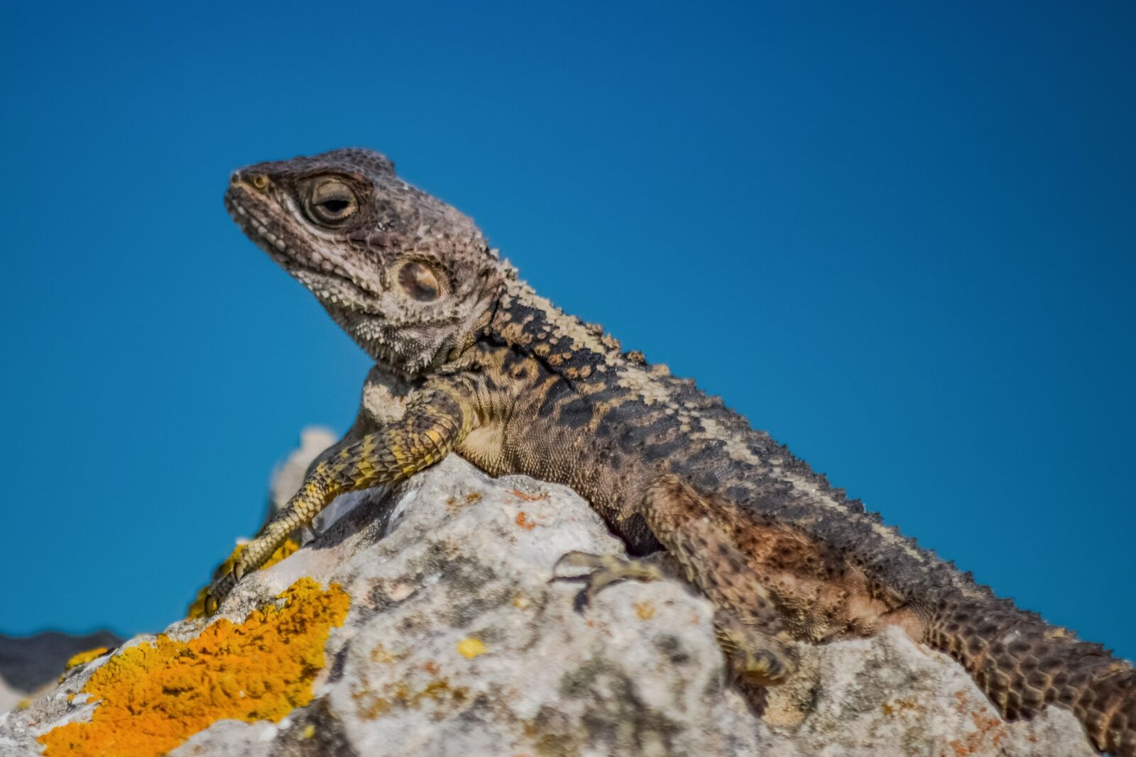 Nikon D3300 sample photo. Stellagama stellio cypriaca, lizard photography