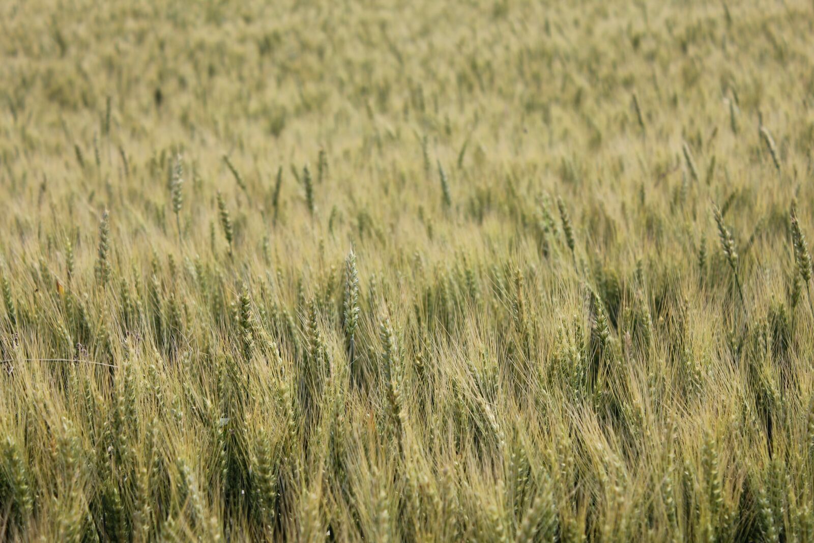 Canon EF-S 18-55mm F3.5-5.6 IS sample photo. Wheatfield, summer time, field photography