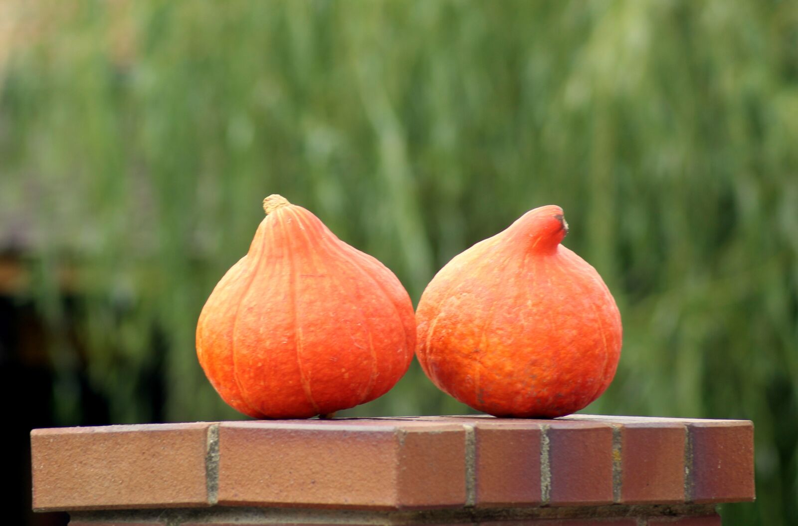 Canon EOS 1200D (EOS Rebel T5 / EOS Kiss X70 / EOS Hi) sample photo. Pumpkins, vegetables, collections photography